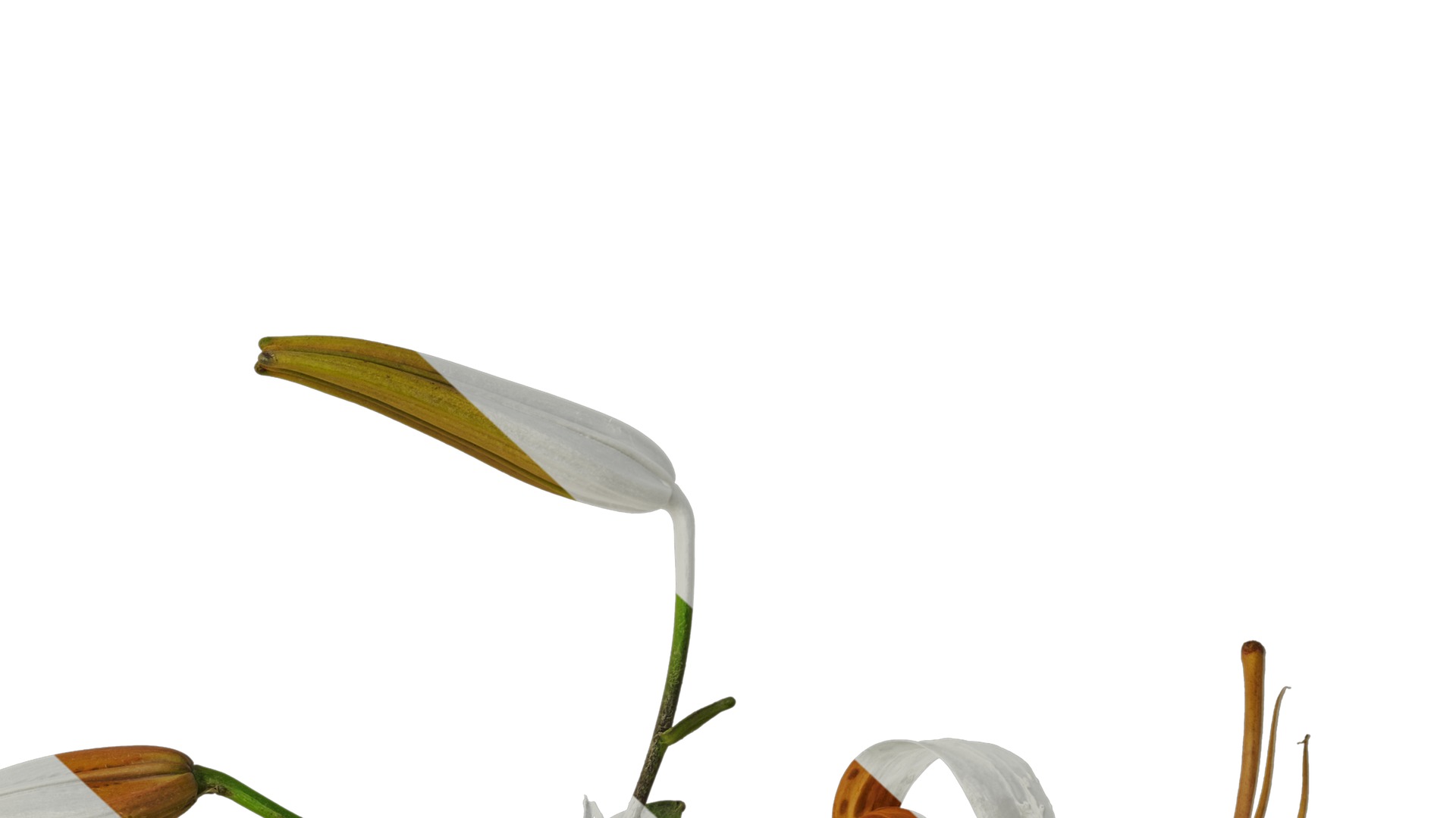 Anydrafts Lilium lancifolium Atlas 05 Texture_6