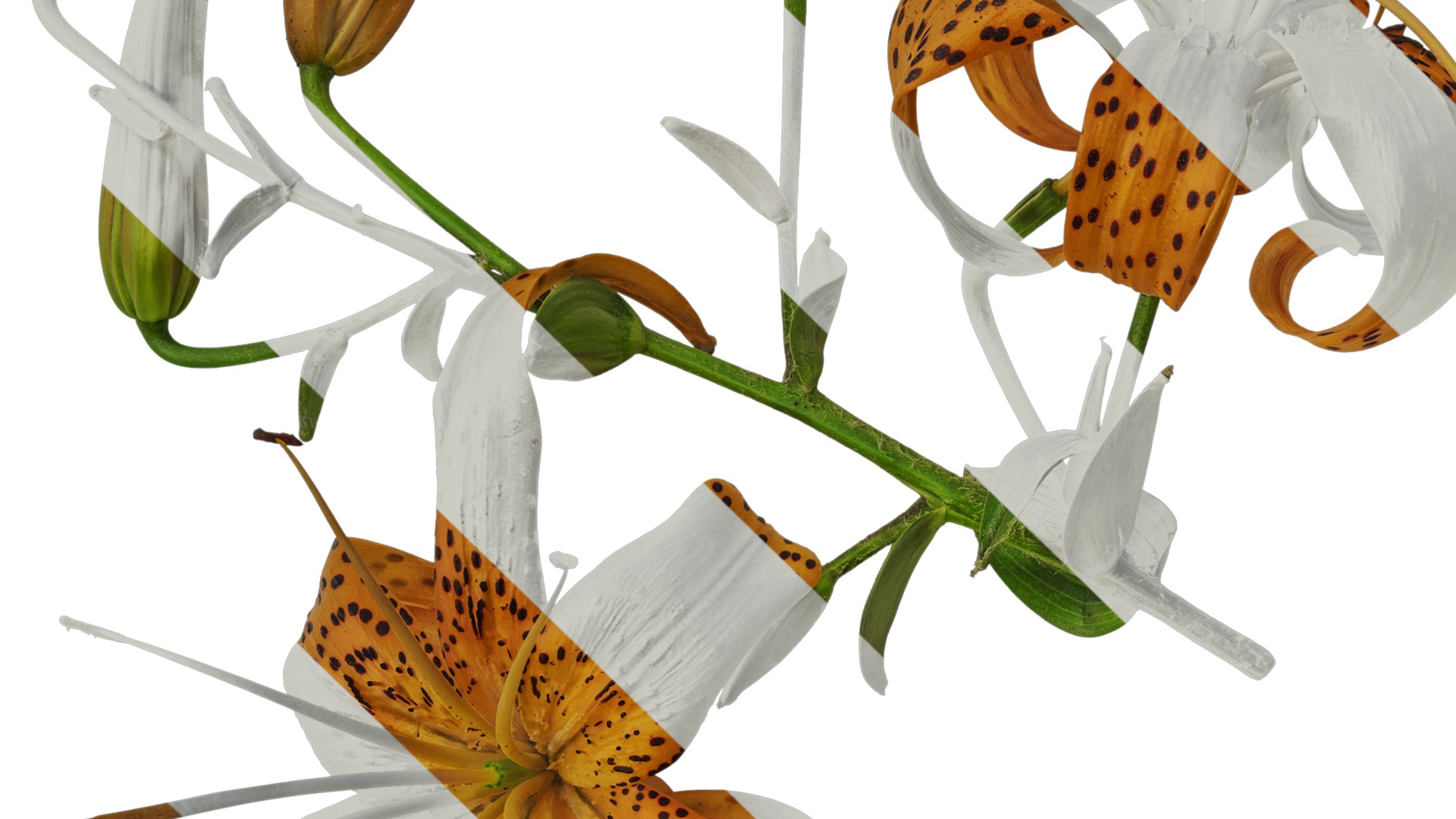 Anydrafts Lilium lancifolium Atlas 05 Texture_3