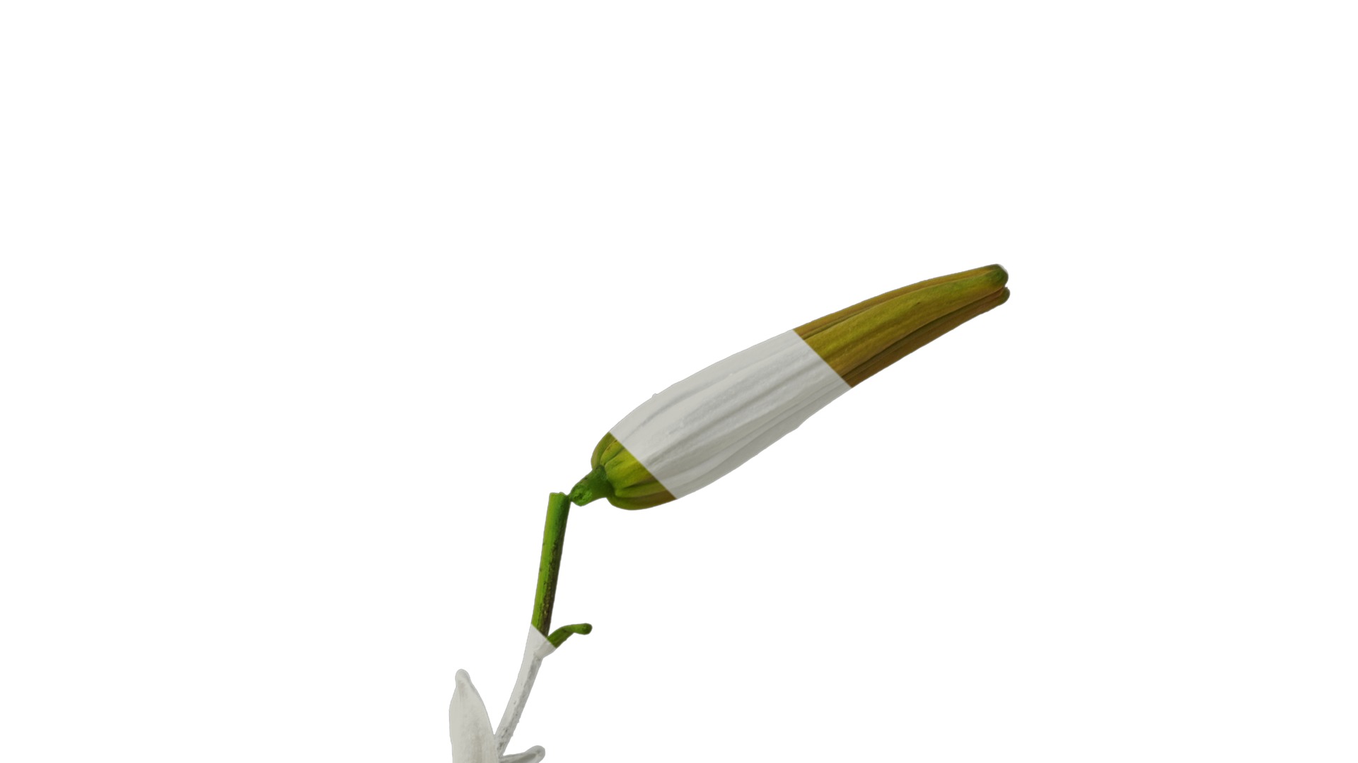 Anydrafts Lilium lancifolium Atlas 05 Texture_2