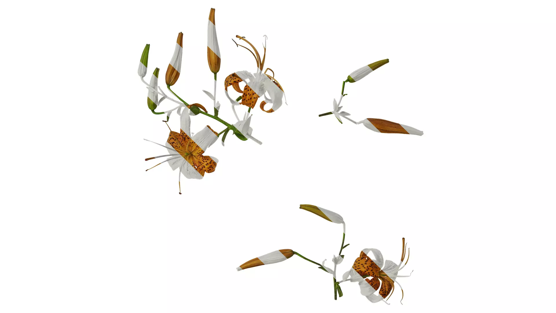 Anydrafts Lilium lancifolium Atlas 05 Texture_0