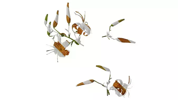 Anydrafts Lilium lancifolium Atlas 05