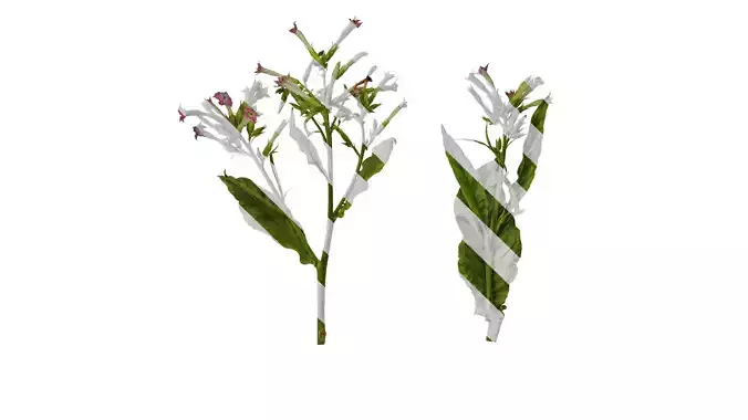 Anydrafts Nicotiana tabacum Atlas 04