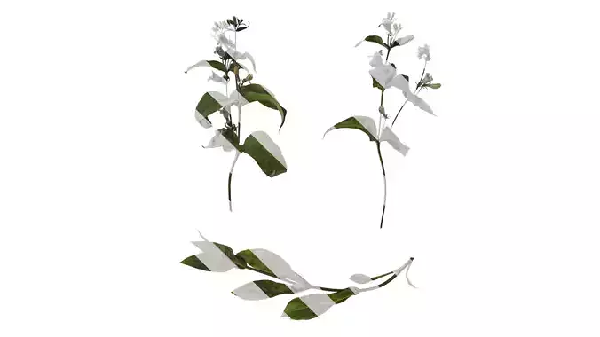 Anydrafts Penstemon digitalis Atlas 02 Texture
