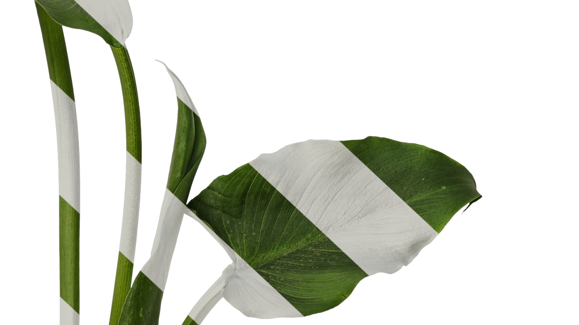 Anydrafts Zantedeschia aethiopica Atlas 01 Texture_7