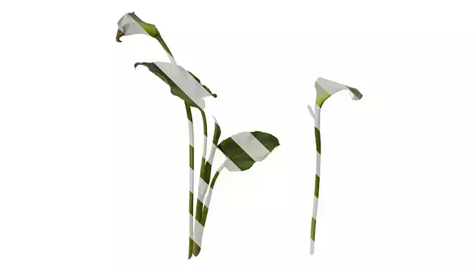 Anydrafts Zantedeschia aethiopica Atlas 01