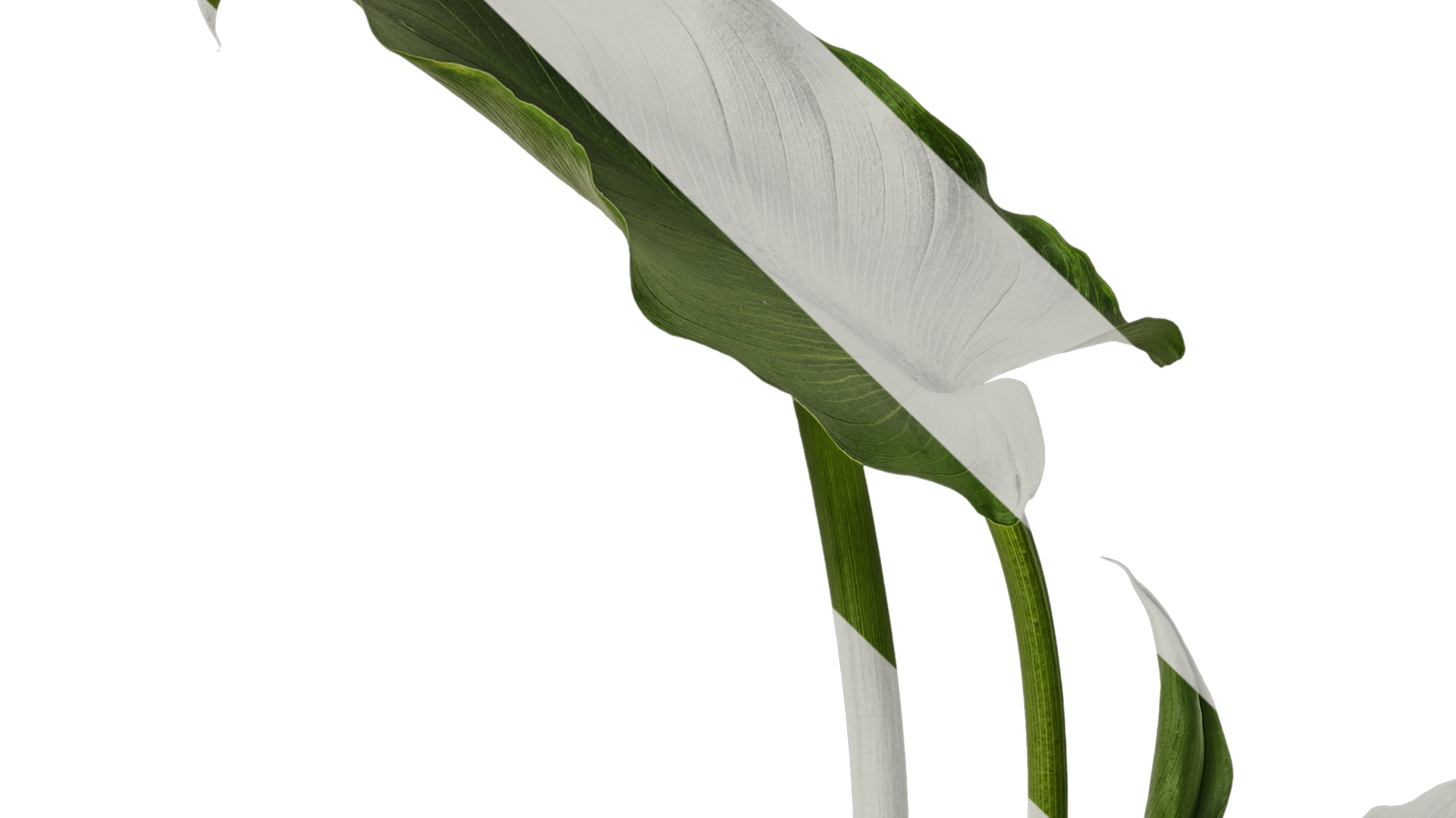 Anydrafts Zantedeschia aethiopica Atlas 01 Texture_3