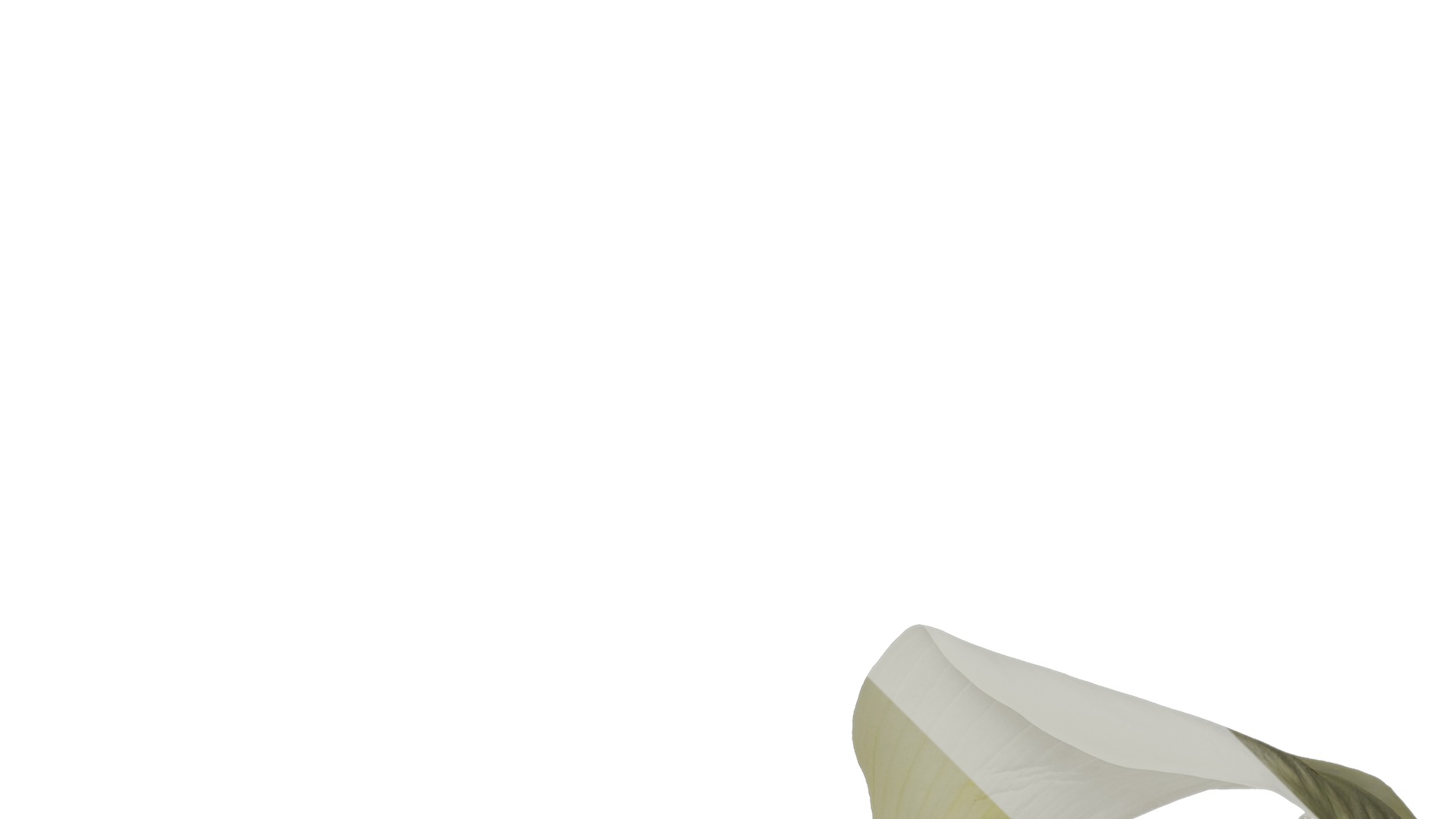 Anydrafts Zantedeschia aethiopica Atlas 01 Texture_2