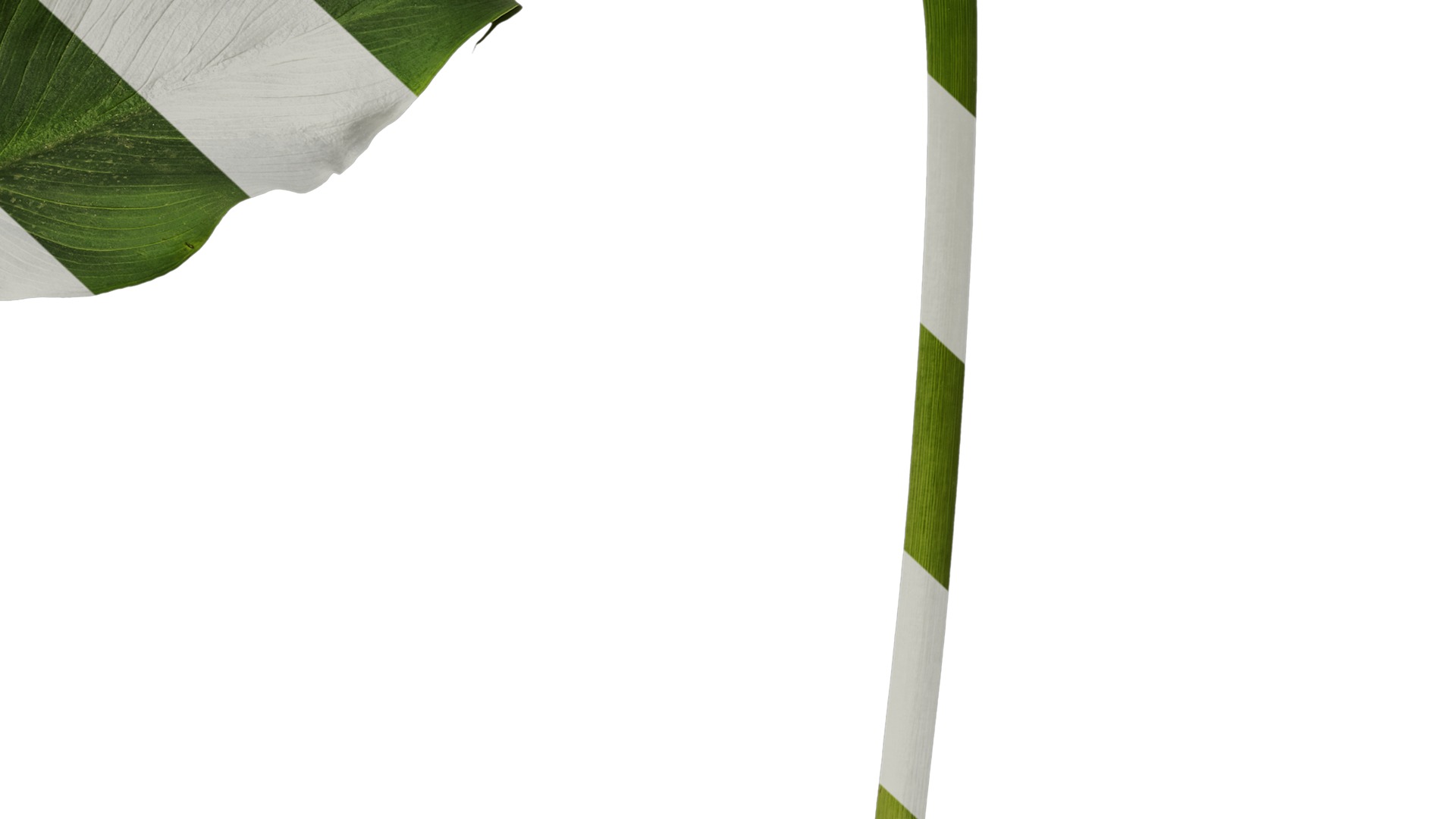 Anydrafts Zantedeschia aethiopica Atlas 01 Texture_6