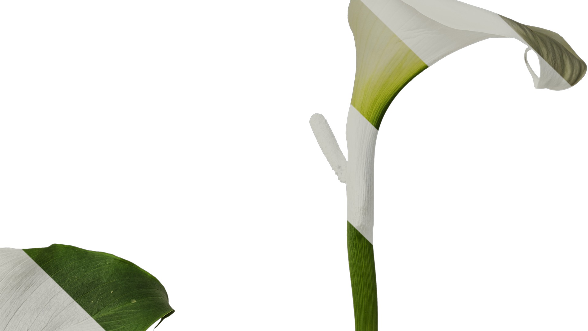 Anydrafts Zantedeschia aethiopica Atlas 01 Texture_4