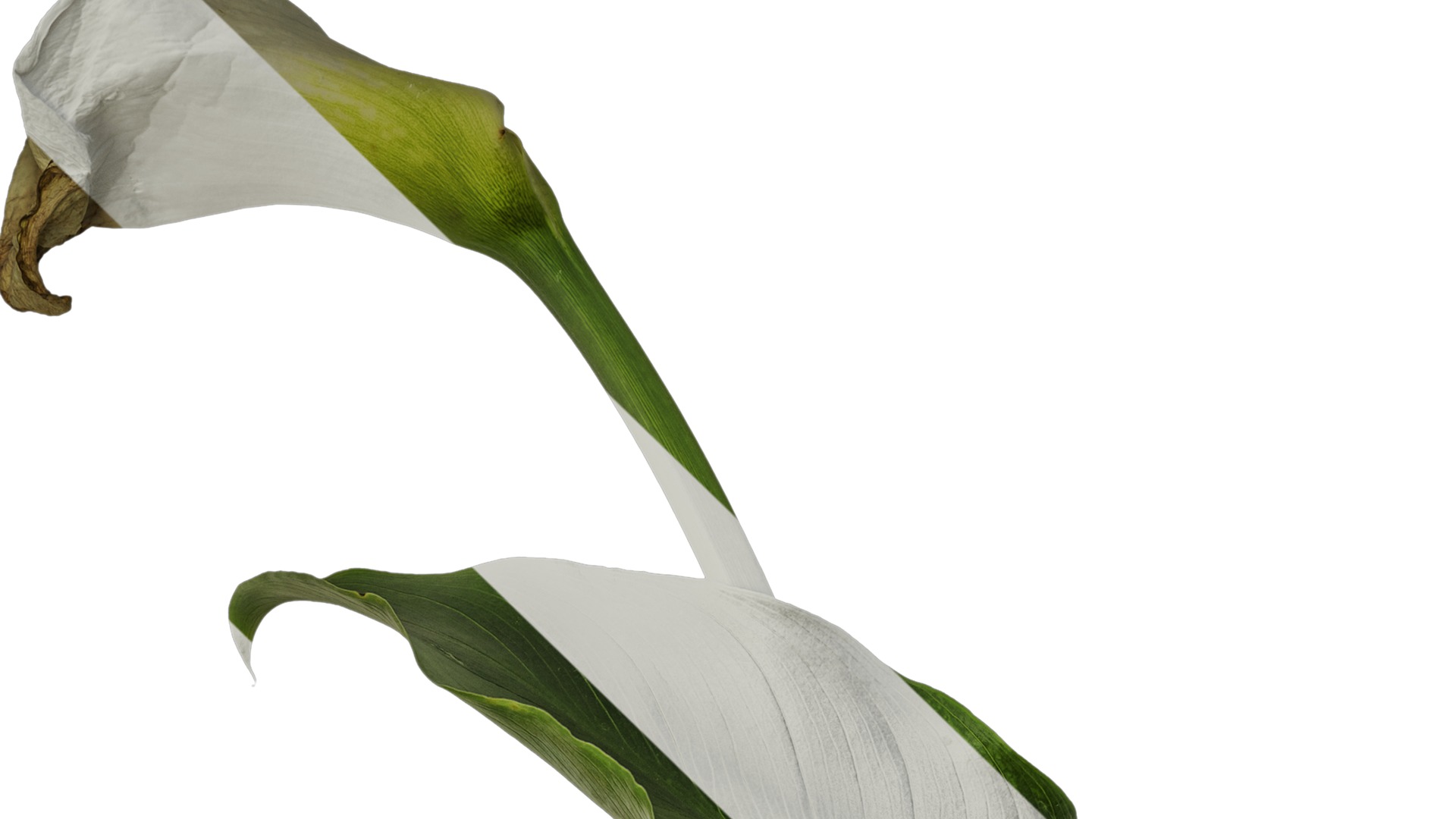 Anydrafts Zantedeschia aethiopica Atlas 01 Texture_1