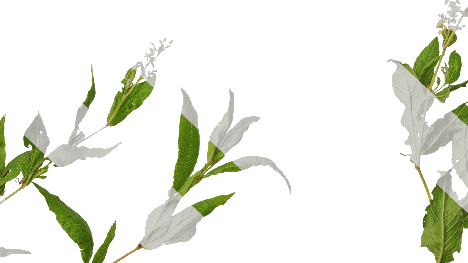 Anydrafts Aconogonon divaricatum Atlas 01 Texture_7