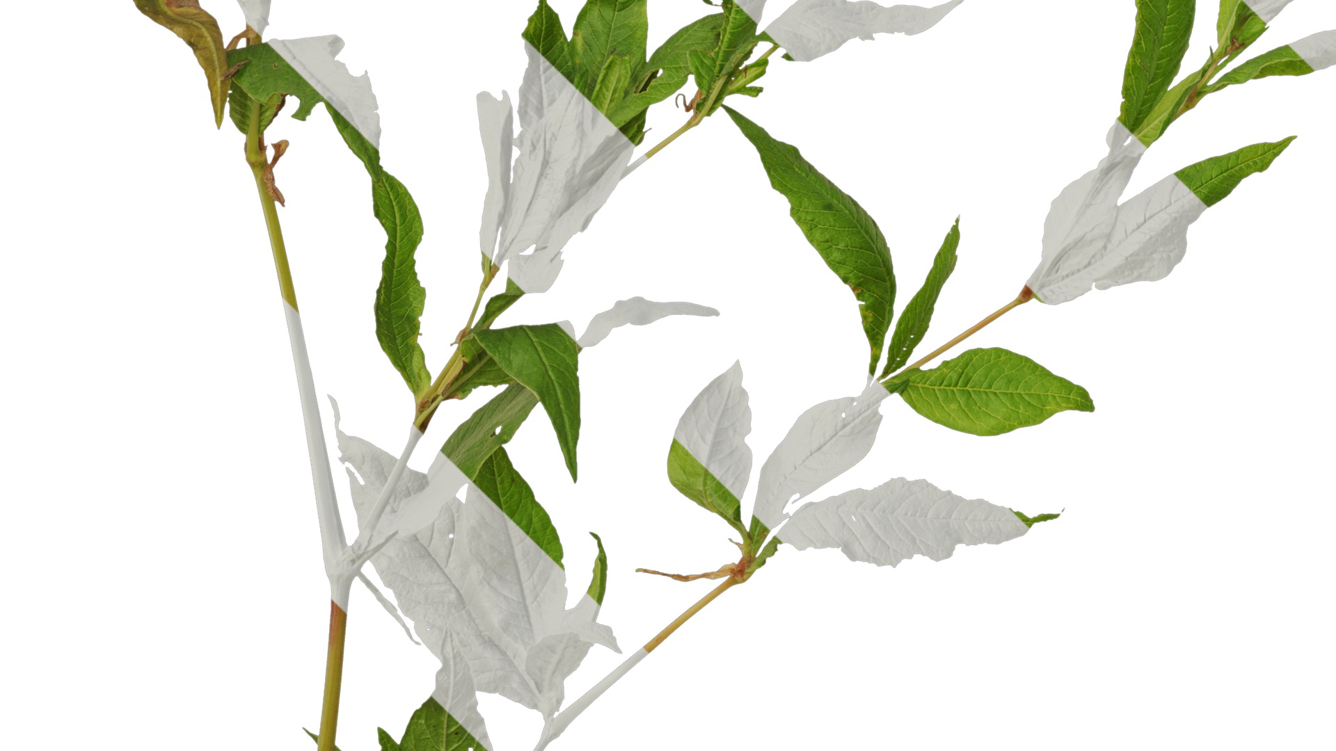 Anydrafts Aconogonon divaricatum Atlas 01 Texture_5