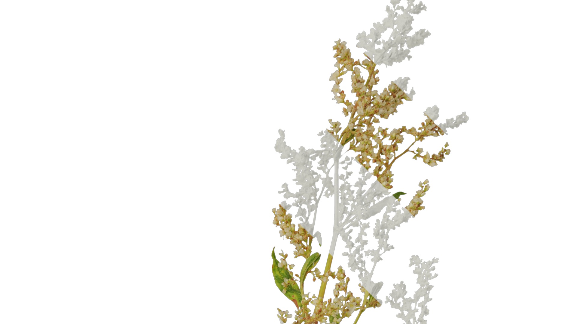 Anydrafts Aconogonon divaricatum Atlas 01 Texture_2