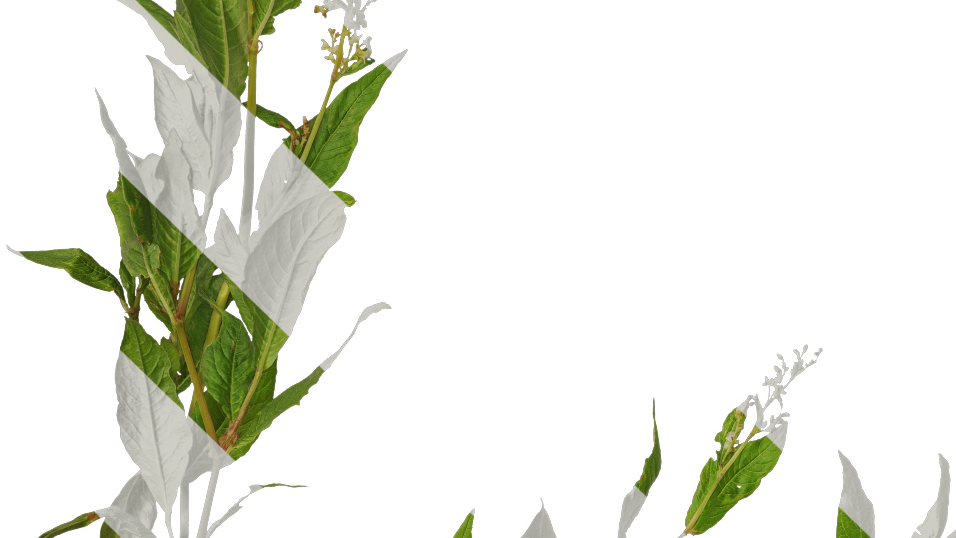 Anydrafts Aconogonon divaricatum Atlas 01 Texture_3