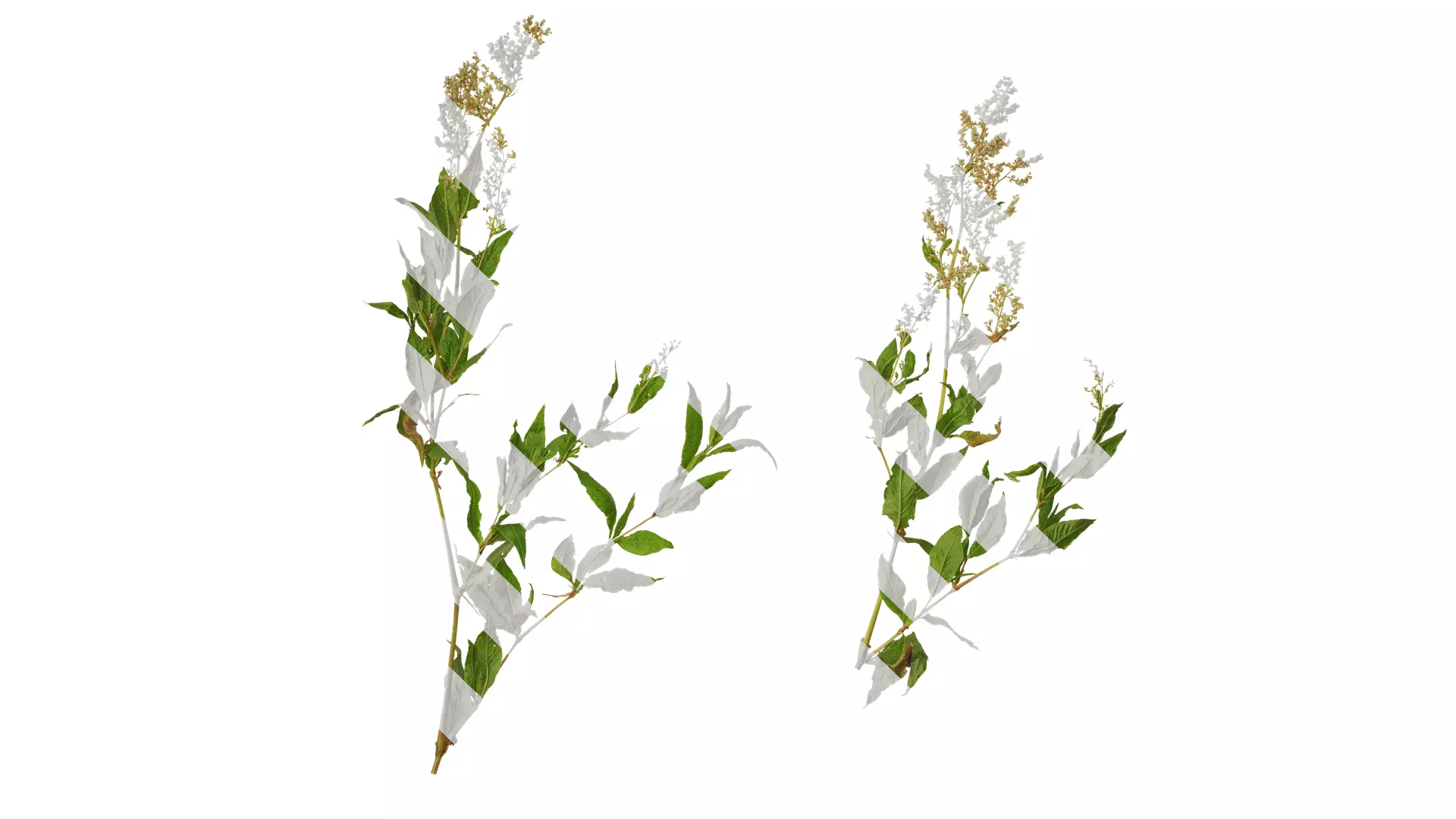 Anydrafts Aconogonon divaricatum Atlas 01 Texture_0