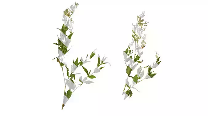 Anydrafts Aconogonon divaricatum Atlas 01