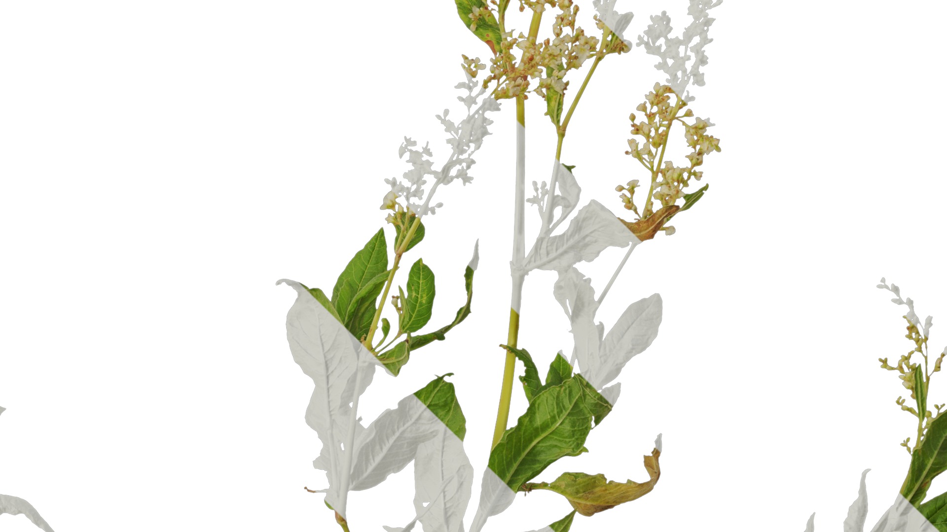 Anydrafts Aconogonon divaricatum Atlas 01 Texture_4