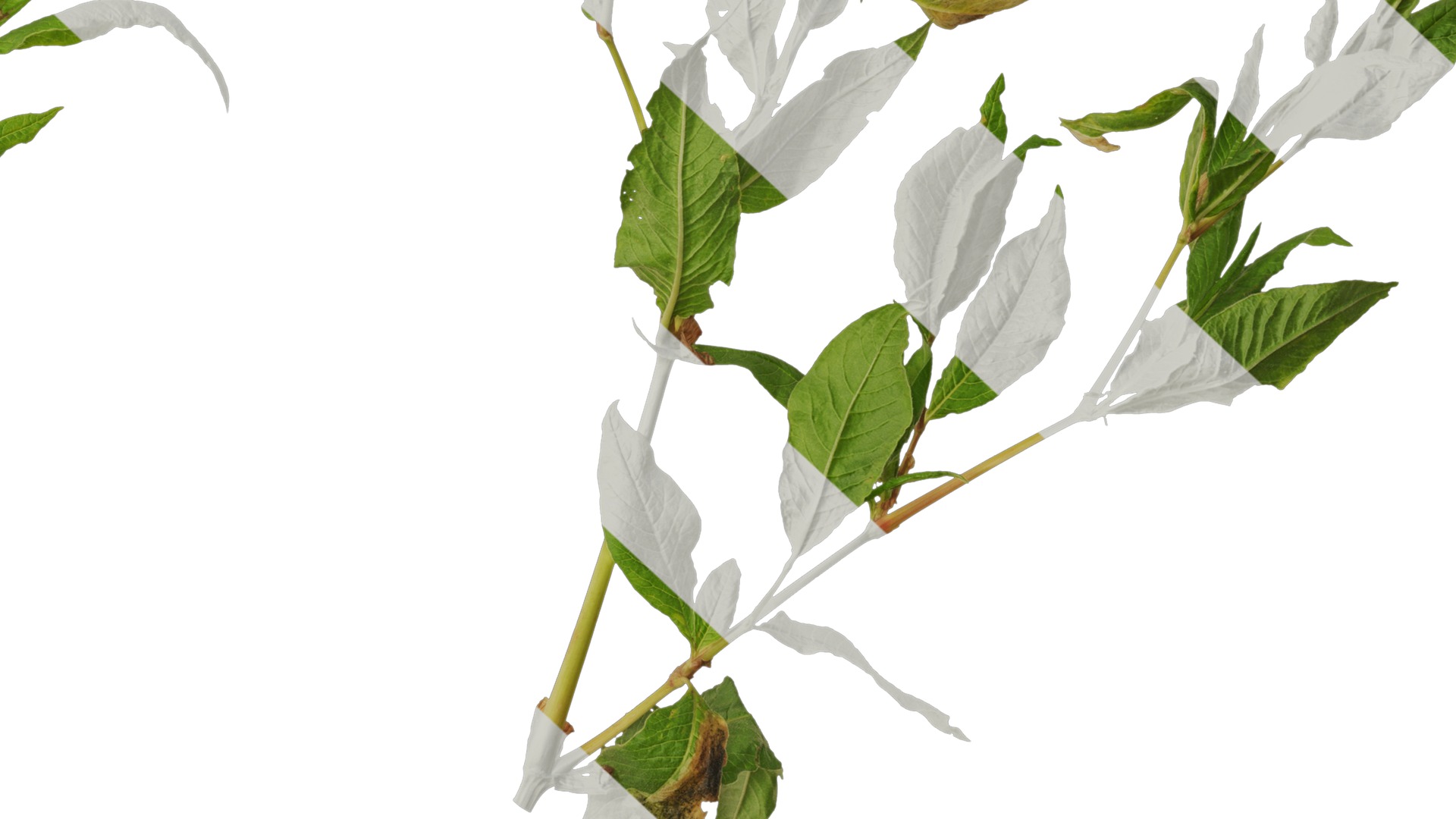 Anydrafts Aconogonon divaricatum Atlas 01 Texture_6