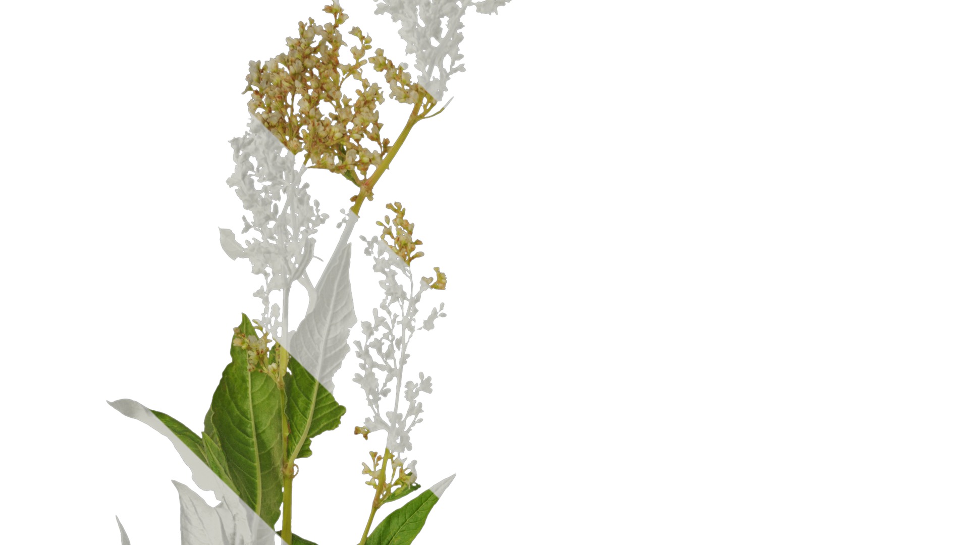 Anydrafts Aconogonon divaricatum Atlas 01 Texture_1