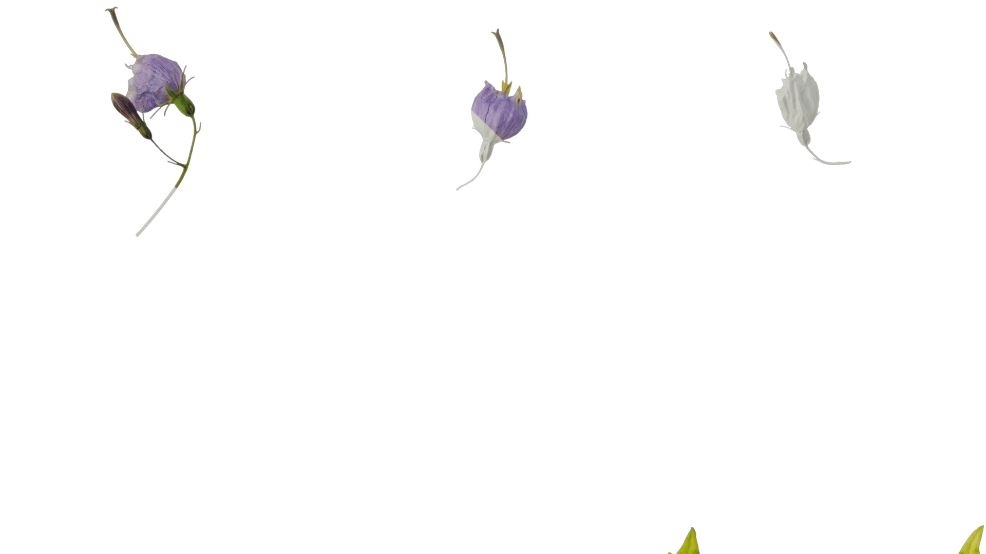 Anydrafts Adenophora capillaris paniculata Atlas 02 Texture_5