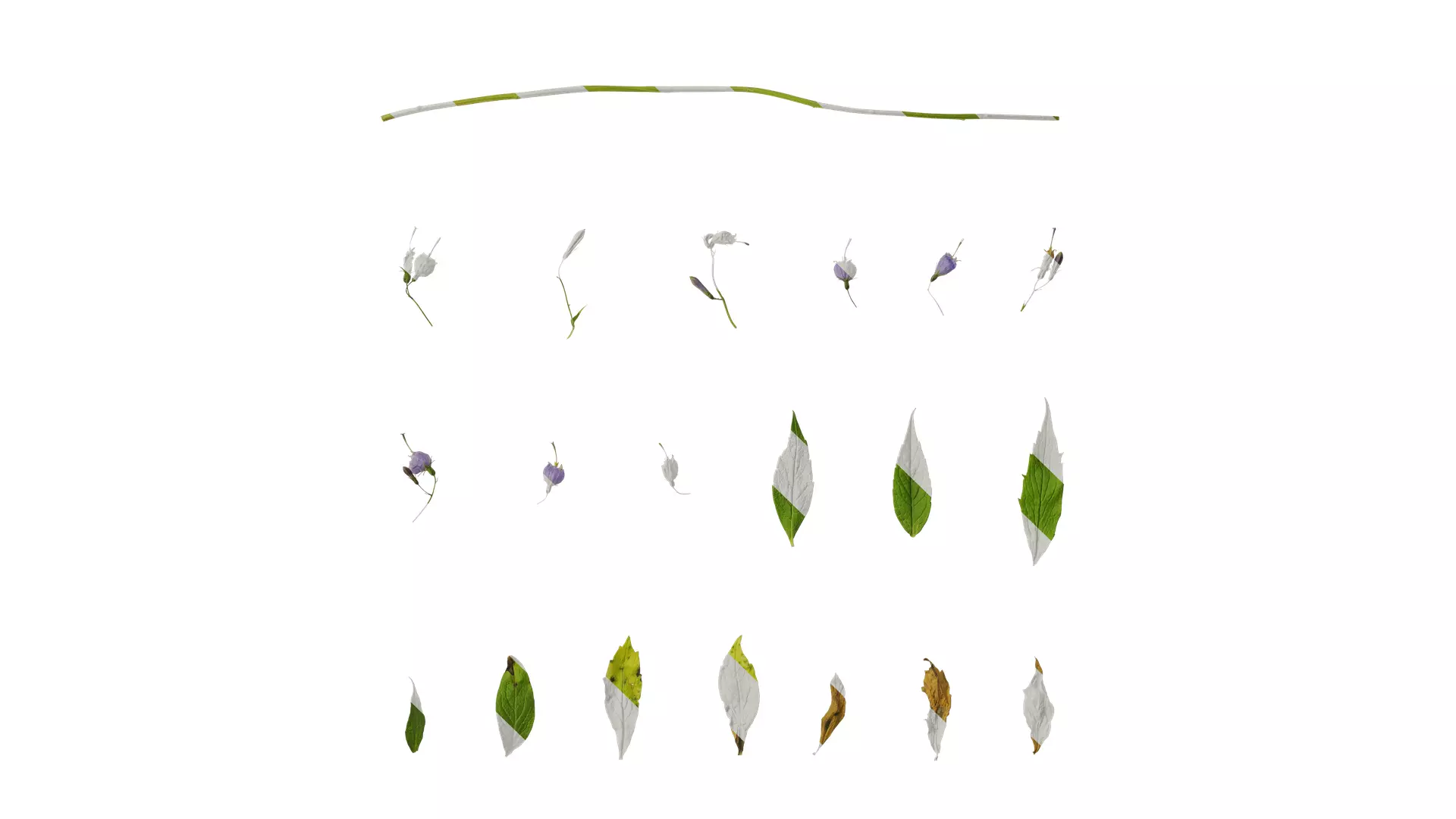 Anydrafts Adenophora capillaris paniculata Atlas 02 Texture_0