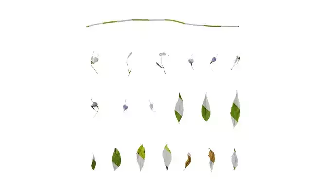 Anydrafts Adenophora capillaris paniculata Atlas 02