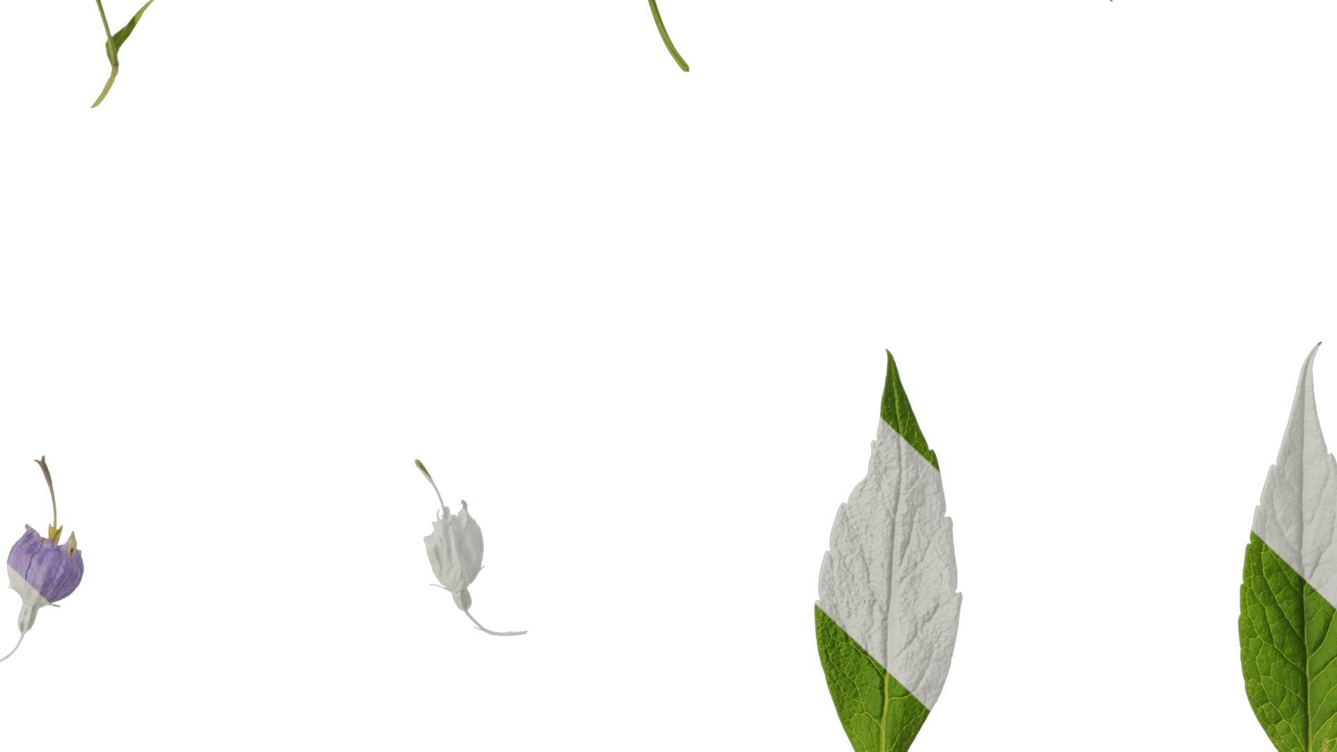 Anydrafts Adenophora capillaris paniculata Atlas 02 Texture_7