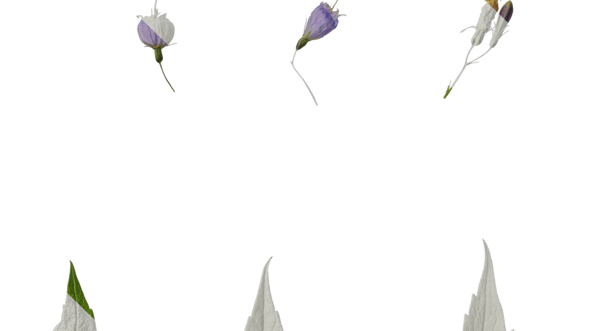 Anydrafts Adenophora capillaris paniculata Atlas 02 Texture_4