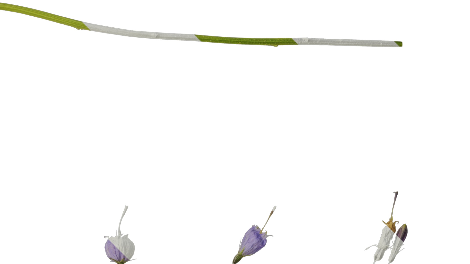 Anydrafts Adenophora capillaris paniculata Atlas 02 Texture_2