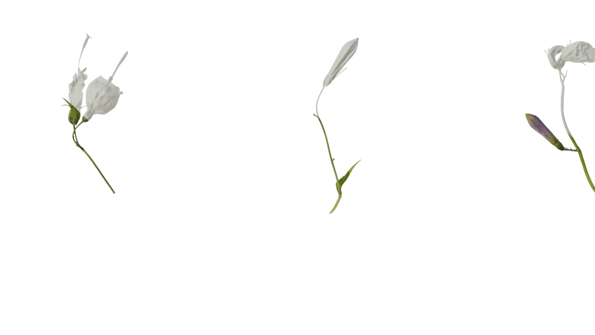 Anydrafts Adenophora capillaris paniculata Atlas 02 Texture_3