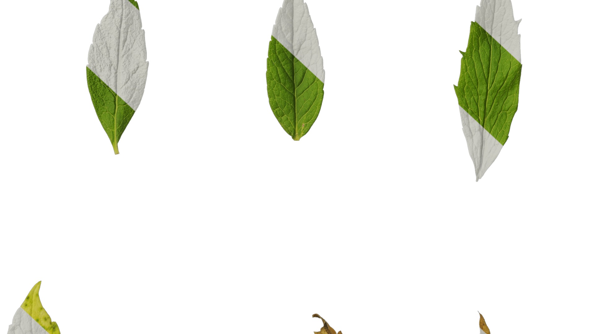 Anydrafts Adenophora capillaris paniculata Atlas 02 Texture_6