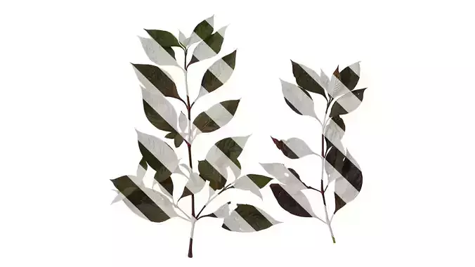 Anydrafts Alternanthera brasiliana Atlas 01 Texture