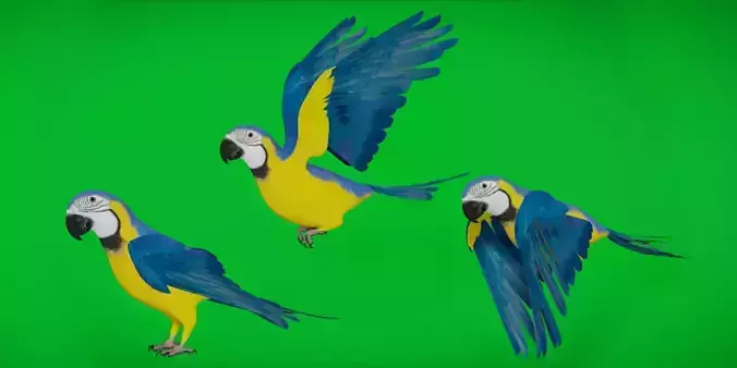 Macaw Ara Parrot Low-poly 3D model