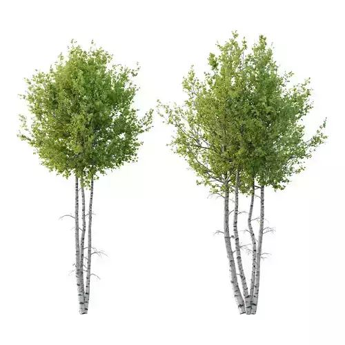 Betula Pendula Tree 03 3D model