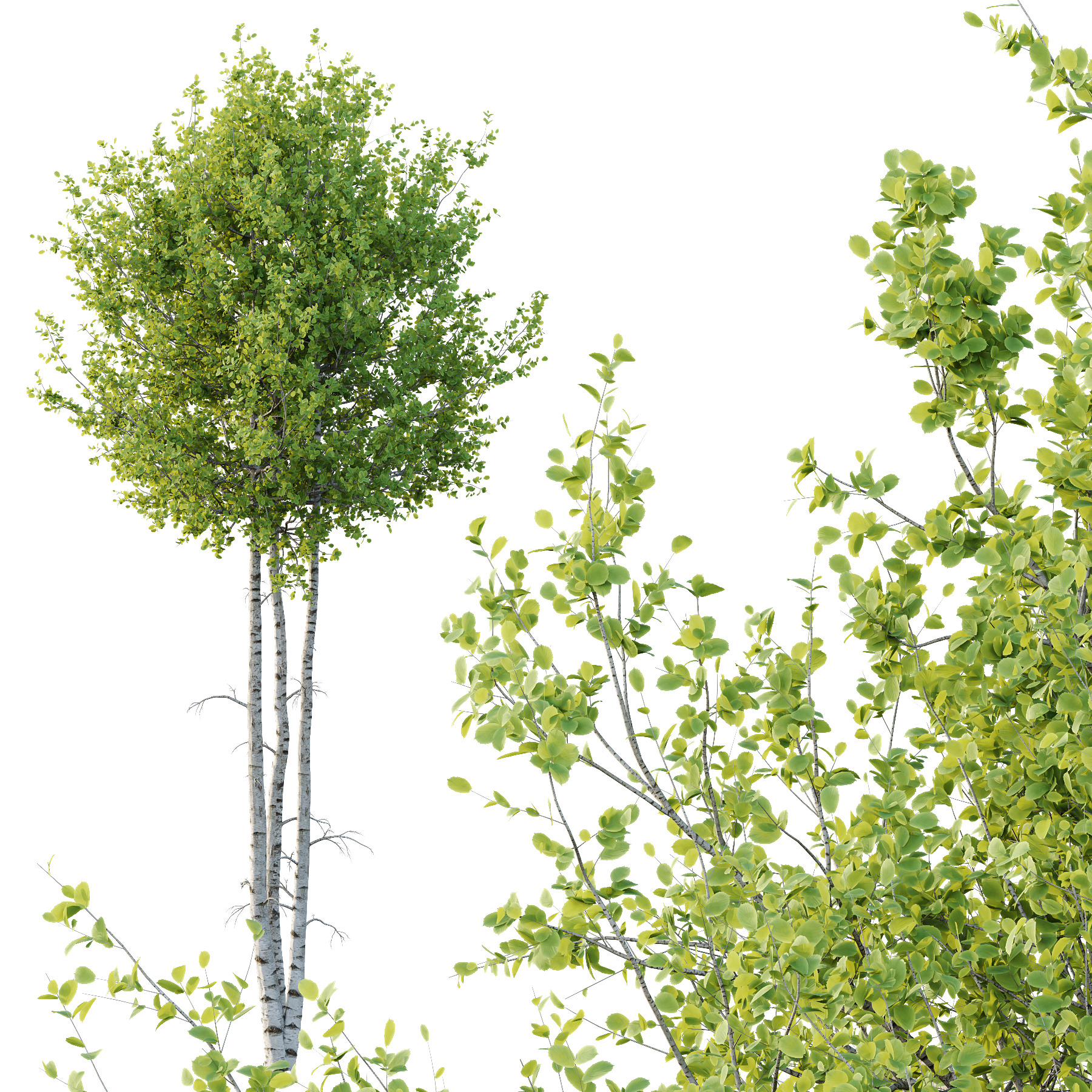 Betula Pendula Tree 03 3D model_2
