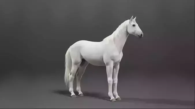 Horse animation  Low-poly 3D model