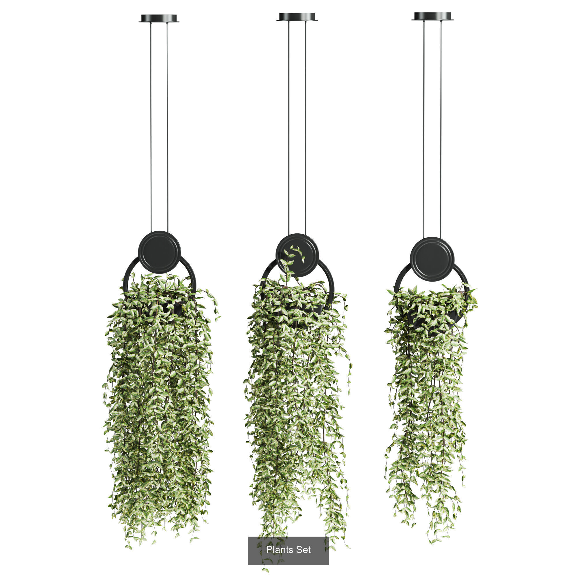 7 Ivy plant 3D models 3D Model Collection_2