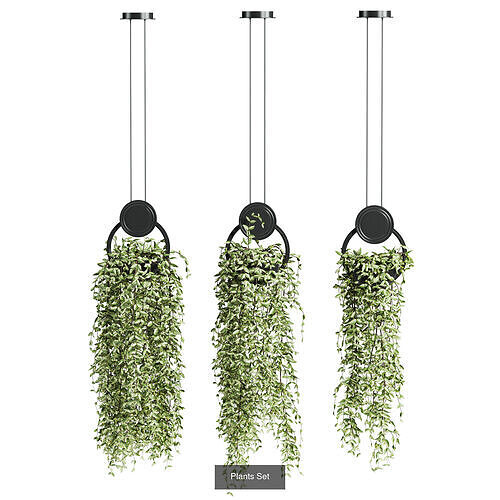 7 Ivy plant 3D models 3D Model Pack 3