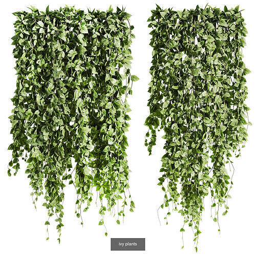 7 Ivy plant 3D models 3D Model Pack 6
