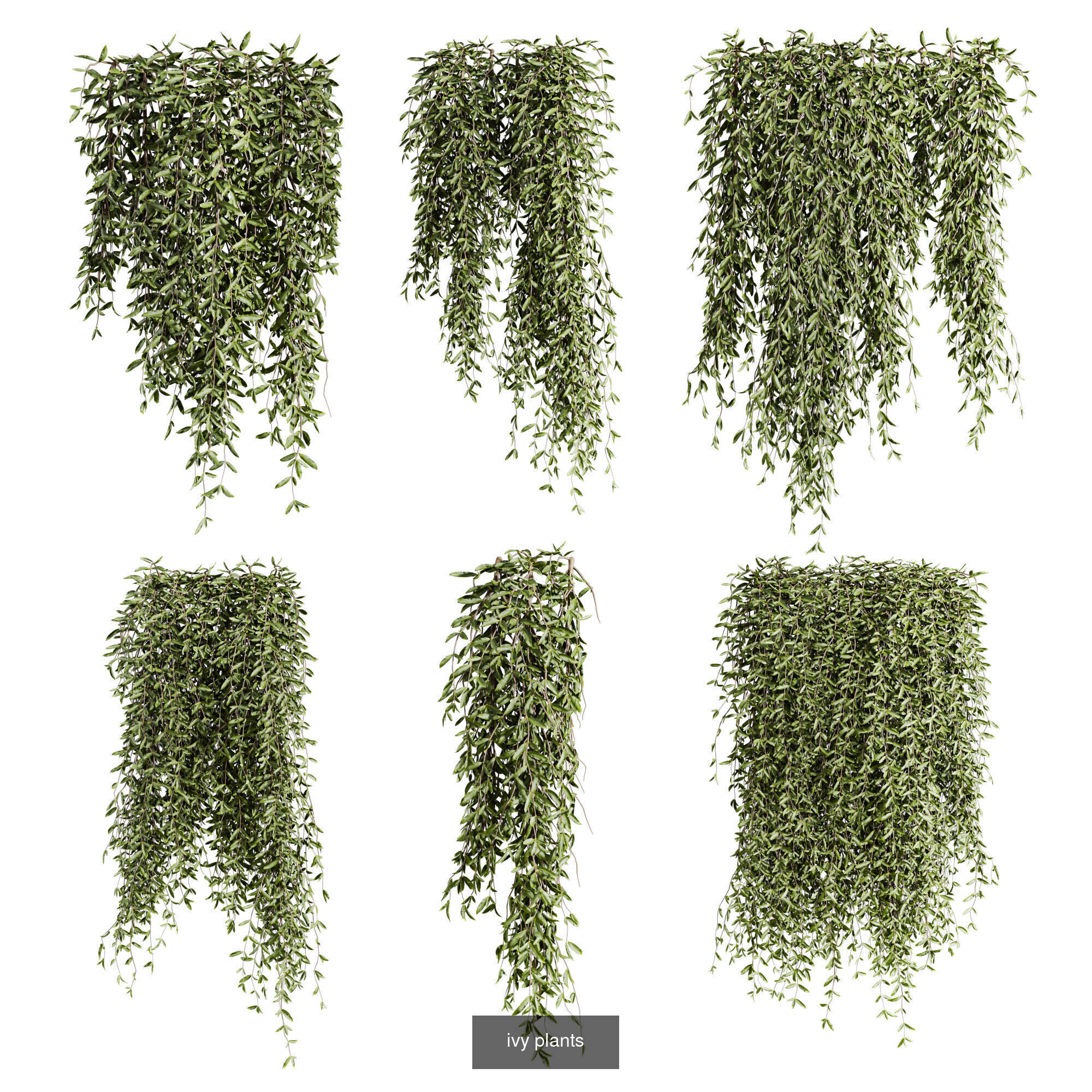 7 Ivy plant 3D models 3D Model Collection_7