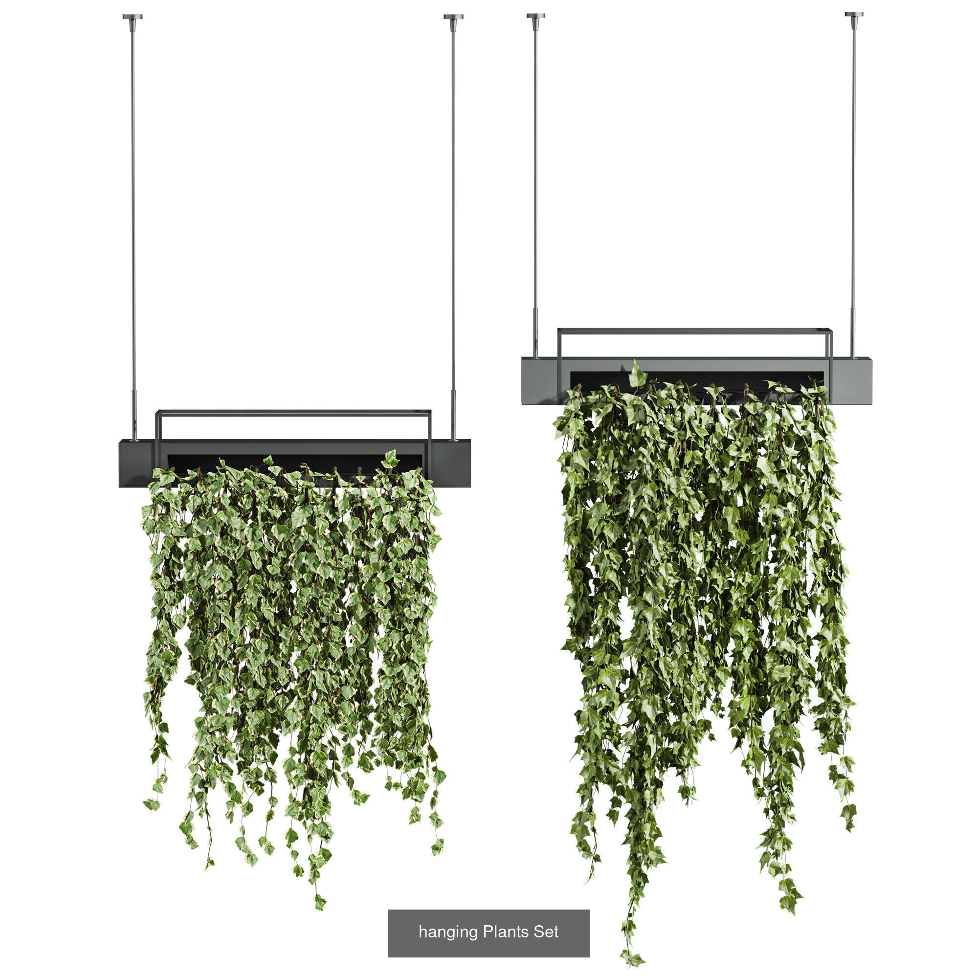 7 Ivy plant 3D models 3D Model Collection_4