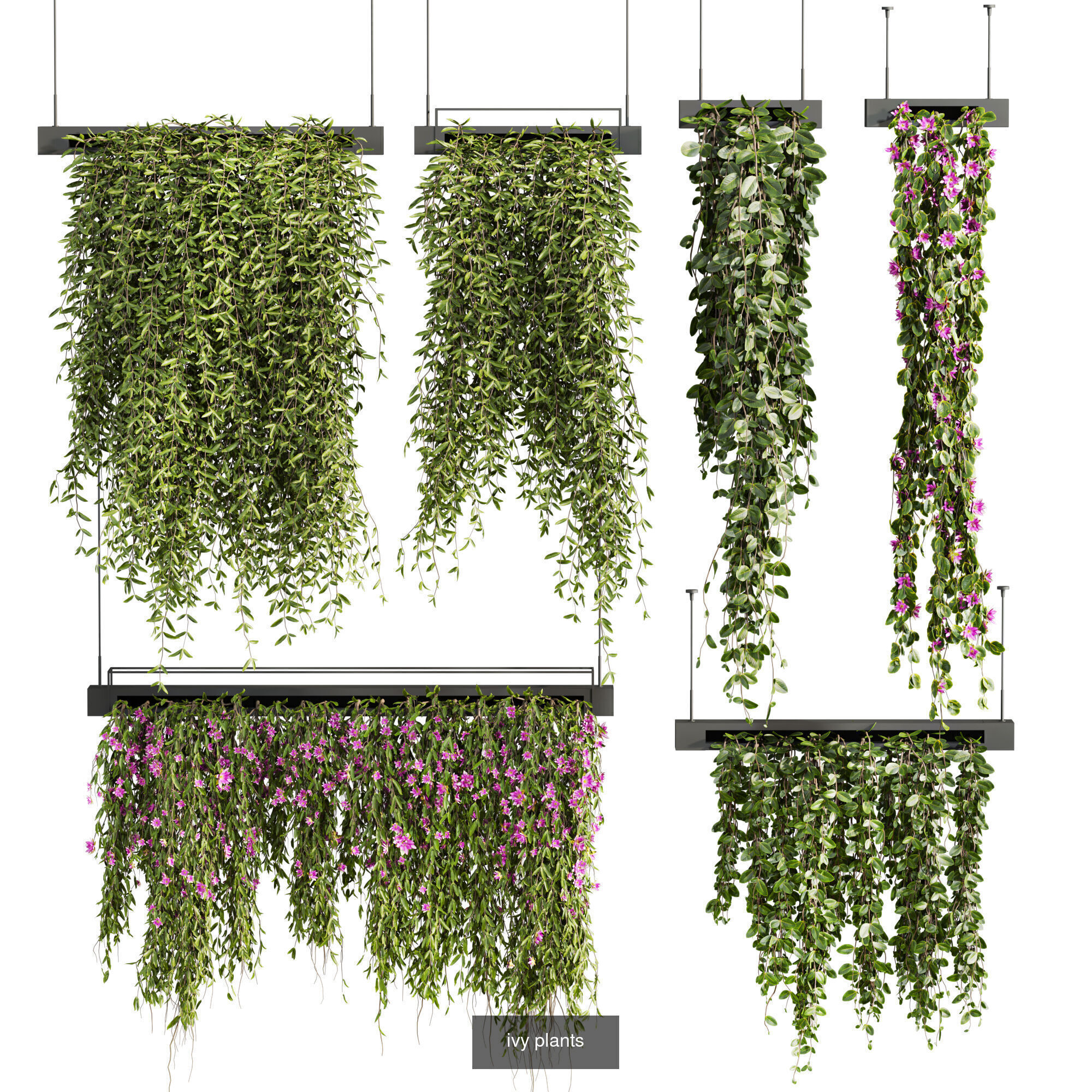 7 Ivy plant 3D models 3D Model Collection_8