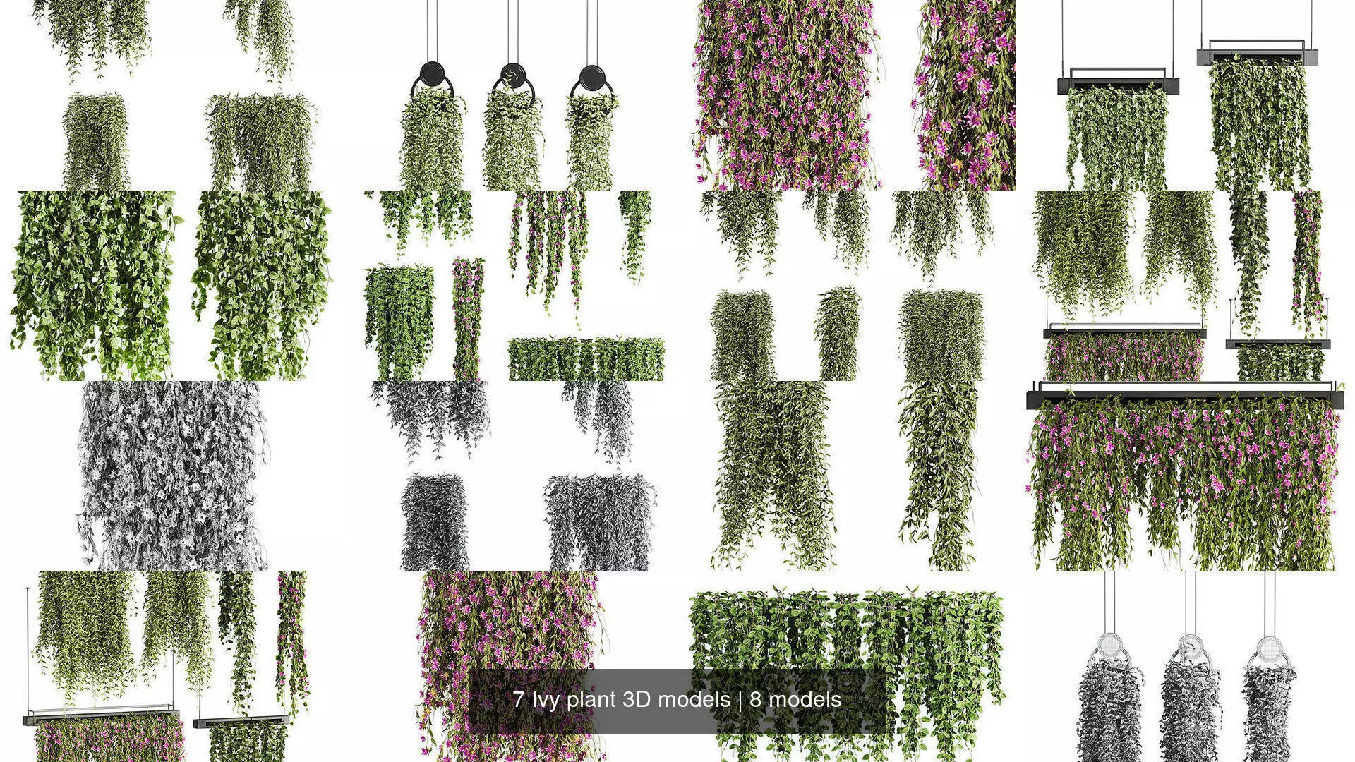 7 Ivy plant 3D models 3D Model Collection_0