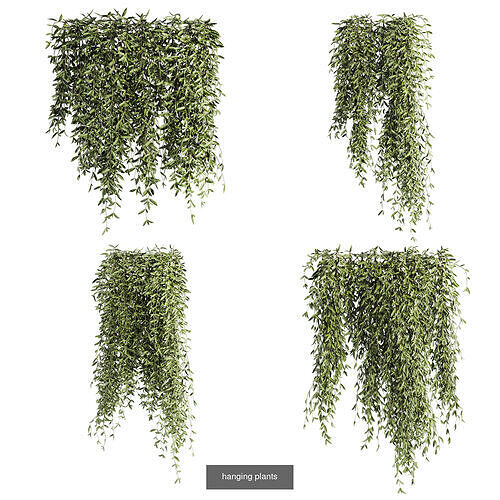7 Ivy plant 3D models 3D Model Pack 2