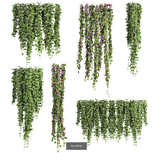 7 Ivy plant 3D models 3D Model Pack 7