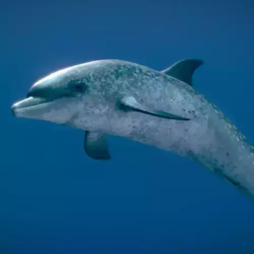 Atlantic Spotted Dolphin