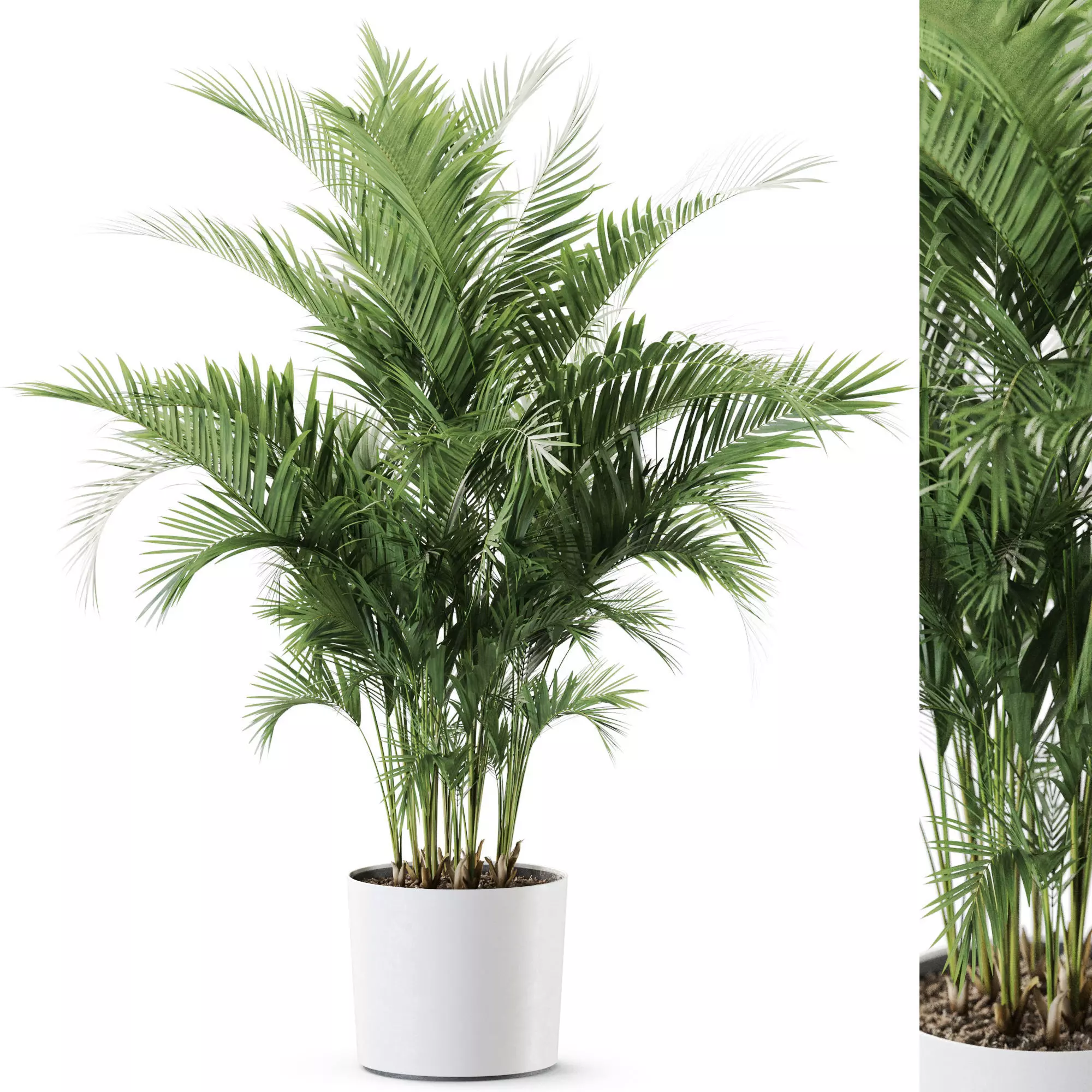 Plant 1246 3D model_0