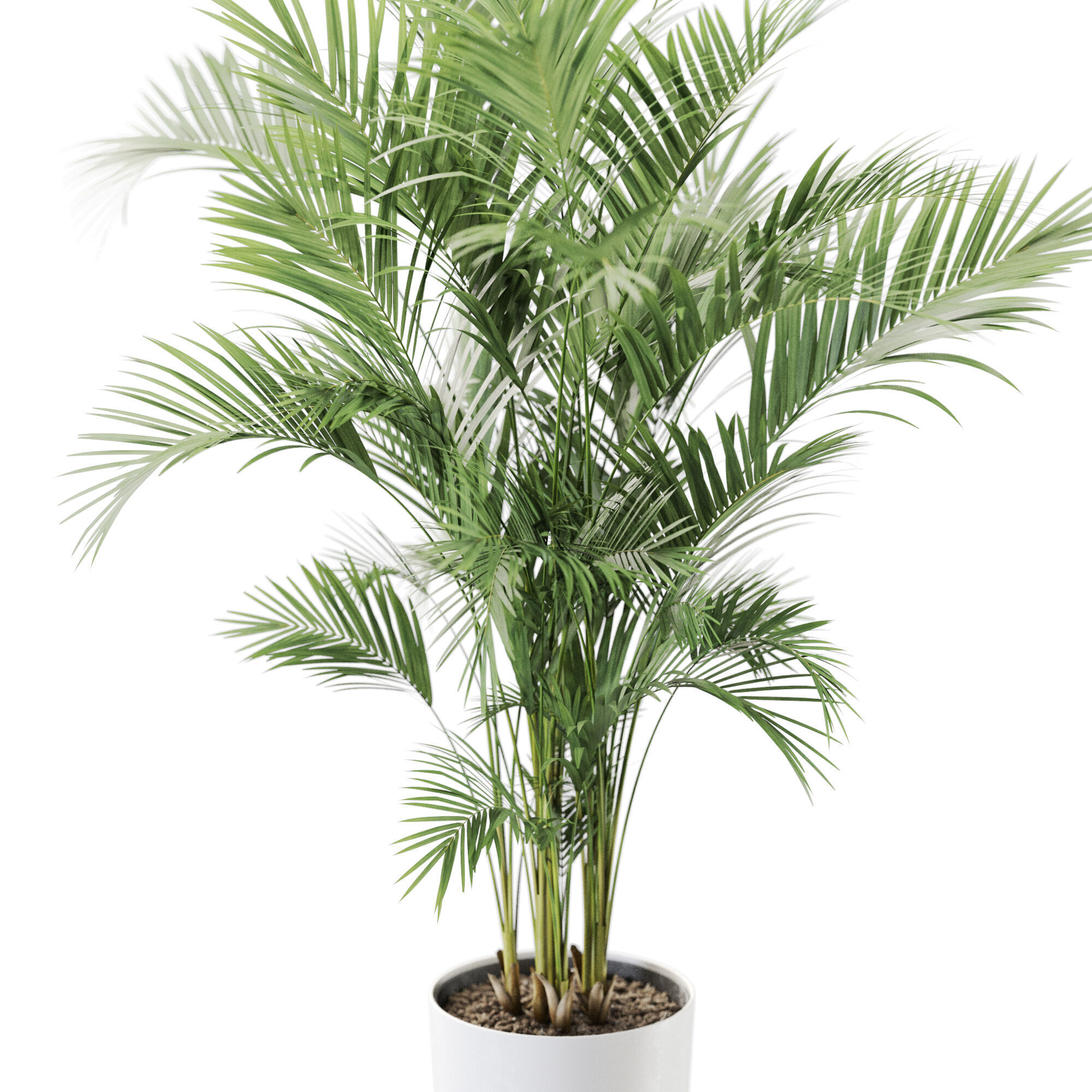 Plant 1247 3D model_2