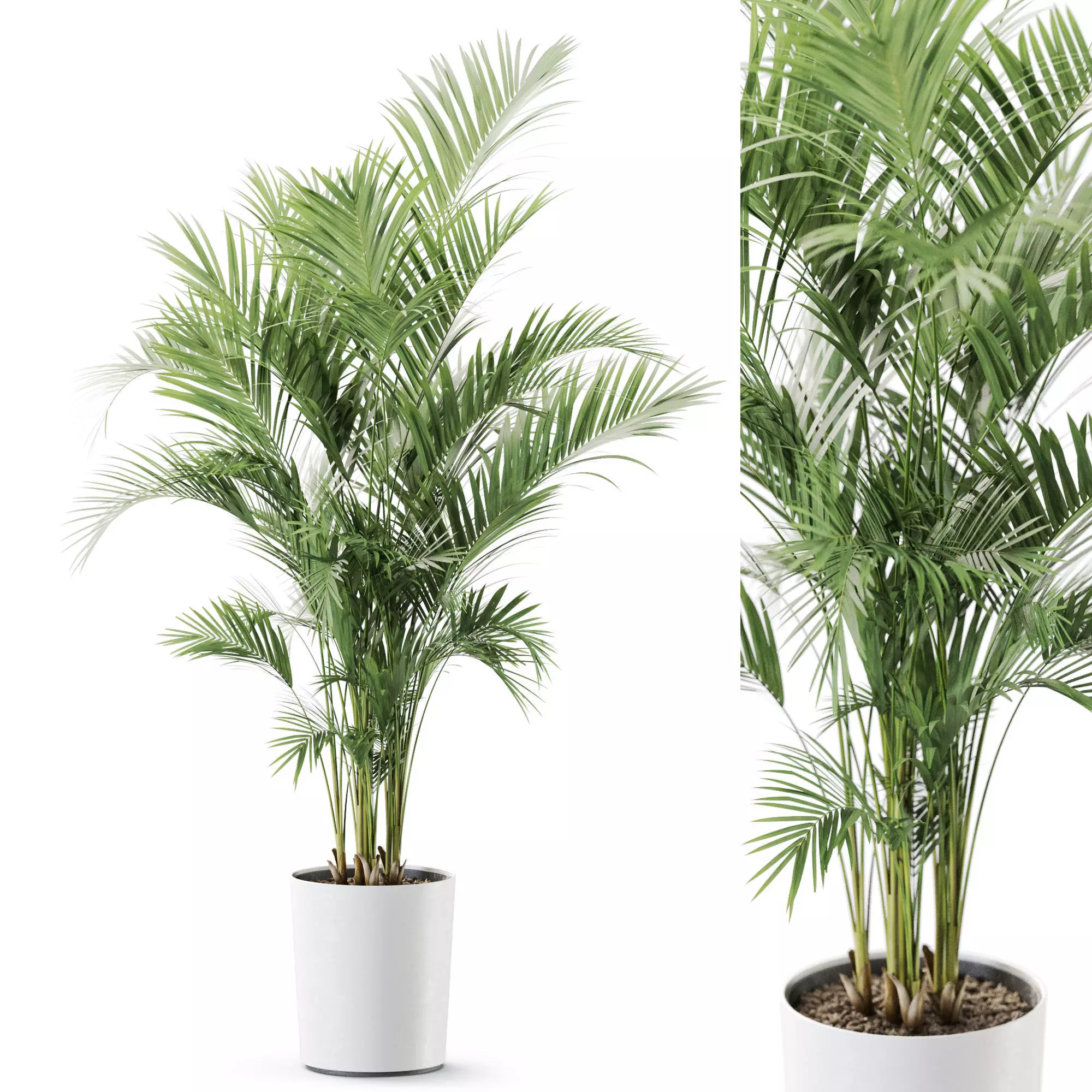 Plant 1247 3D model_0