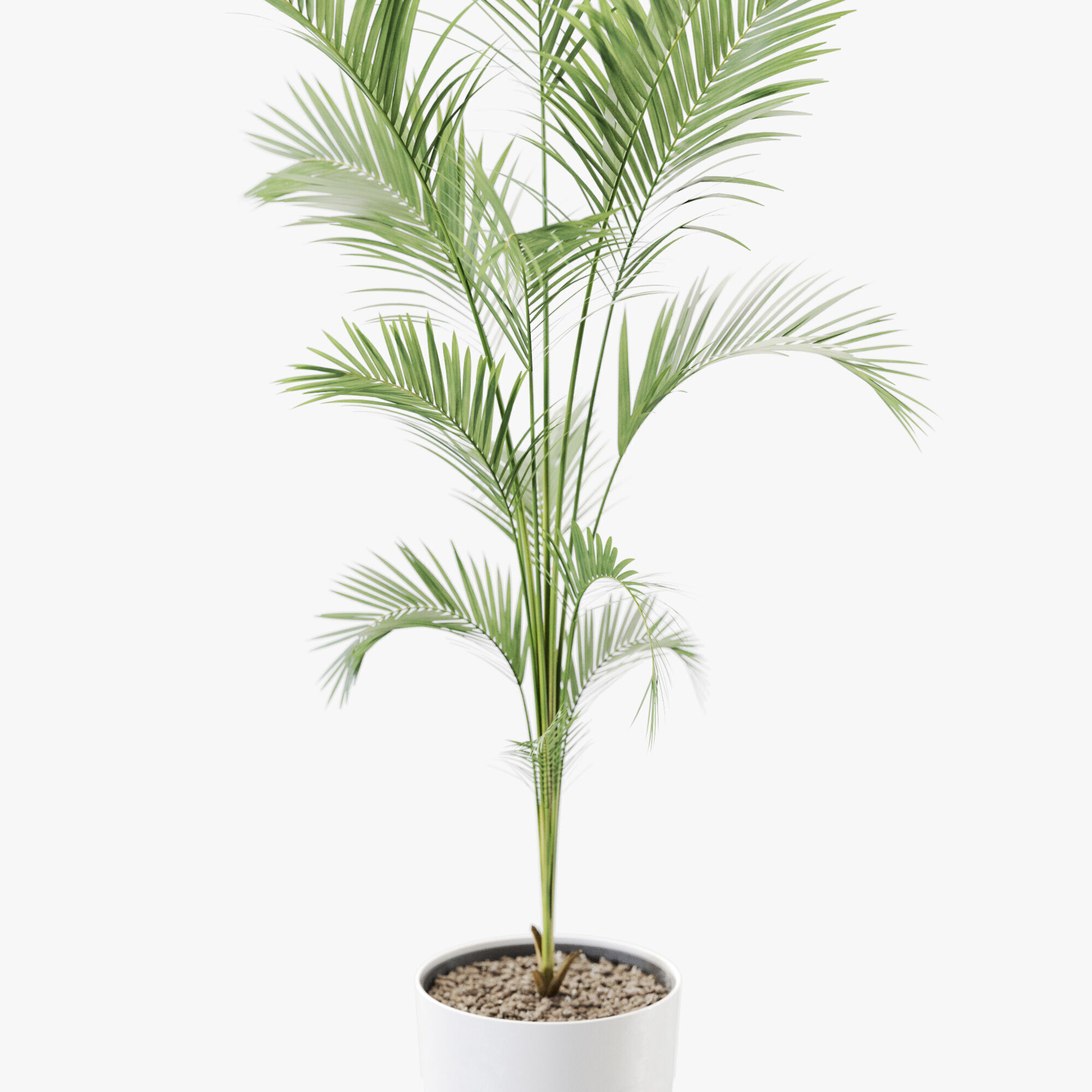 Plant 1248 3D model_2